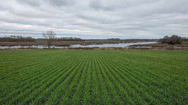 Working farmland and farmstead in Maryland’s Eastern Shore agricultural landscape