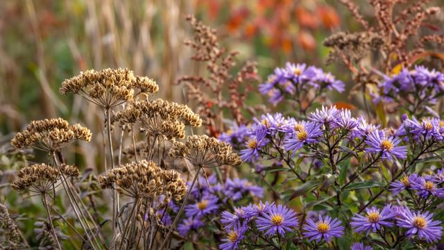 Seed heads and late-blooming asters in an autumn garden bed