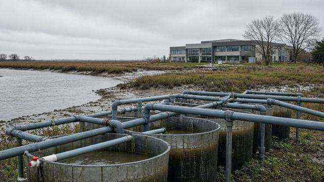 Oyster hatchery tanks along the Choptank on a gray morning