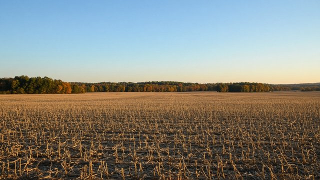 Open farm field on the Upper Eastern Shore under a clear autumn sky
