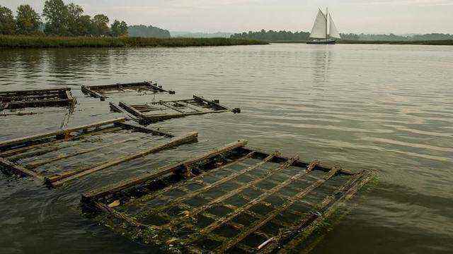 Harris Creek oyster sanctuary waters in Talbot County