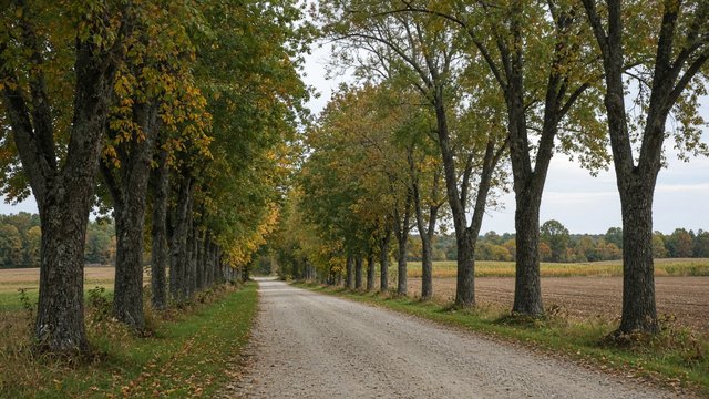 Tree-lined lane through Talbot County farmland near Easton in early autumn