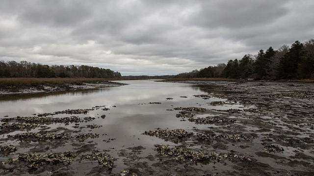 Tidal shoreline and marsh along an Eastern Shore river